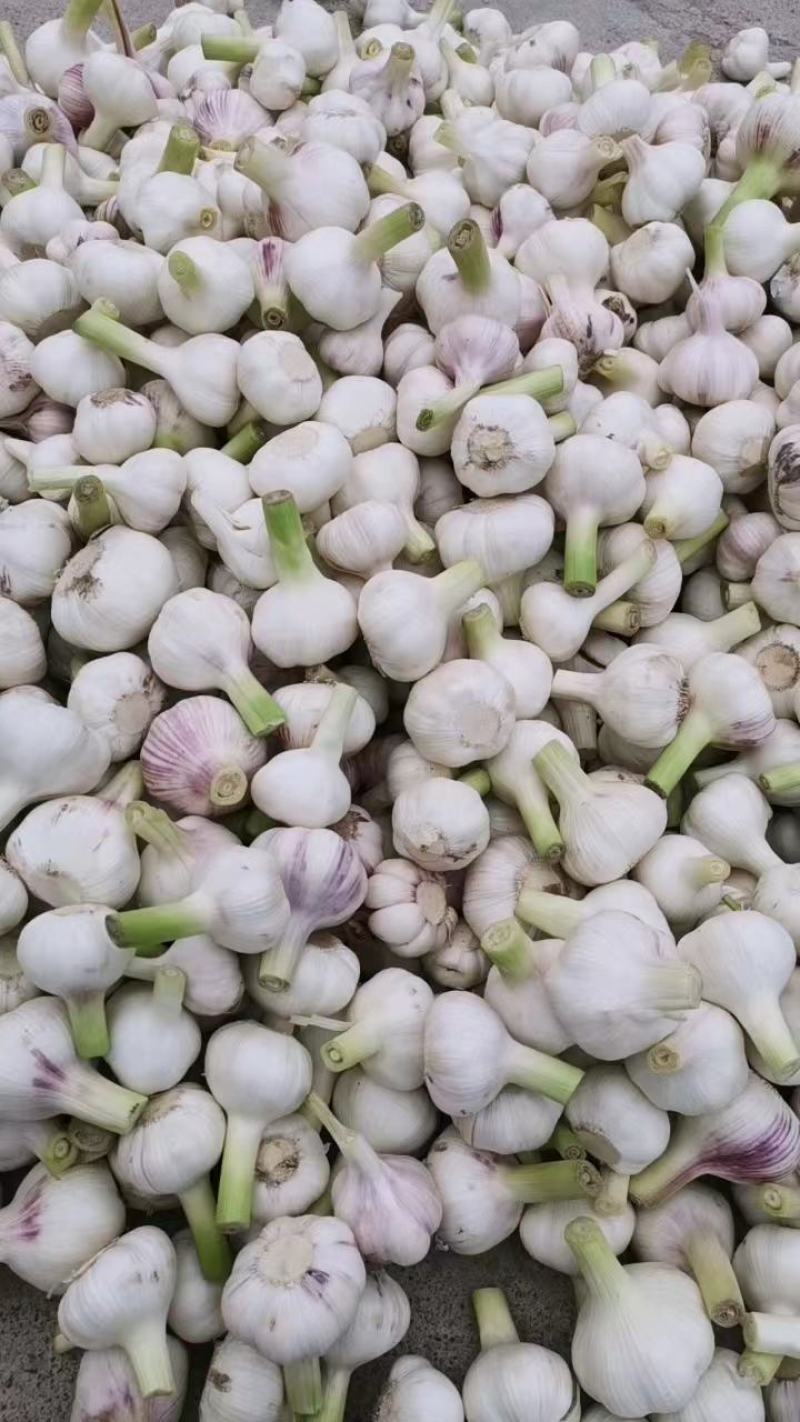 精品扒皮蒜正式开始上市，一手货源，代发全国