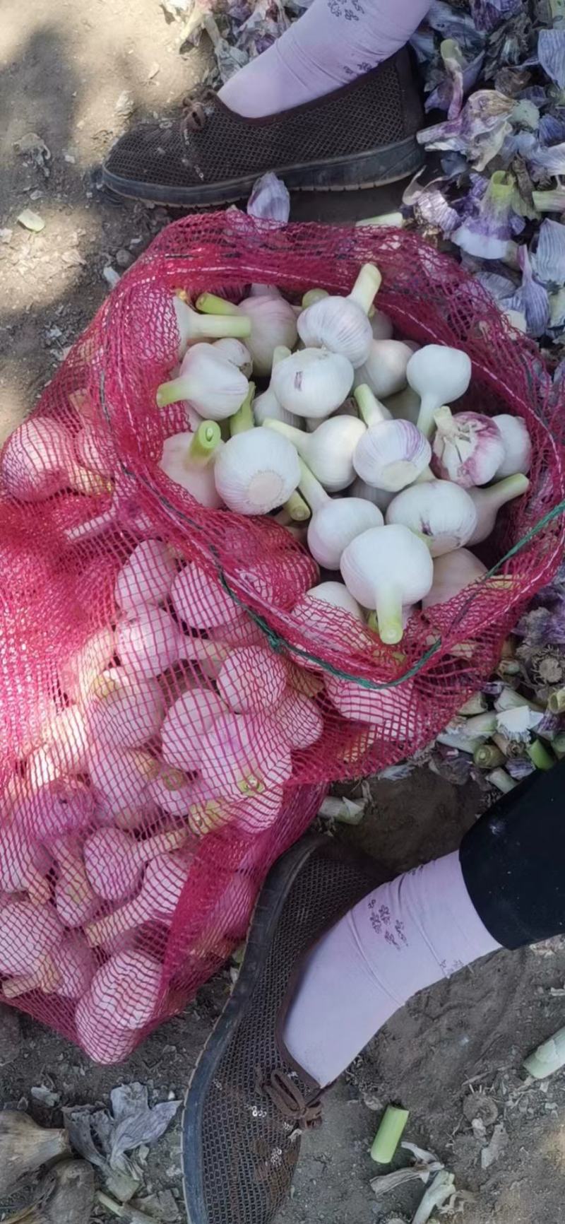 精品扒皮蒜正式开始上市，一手货源，代发全国