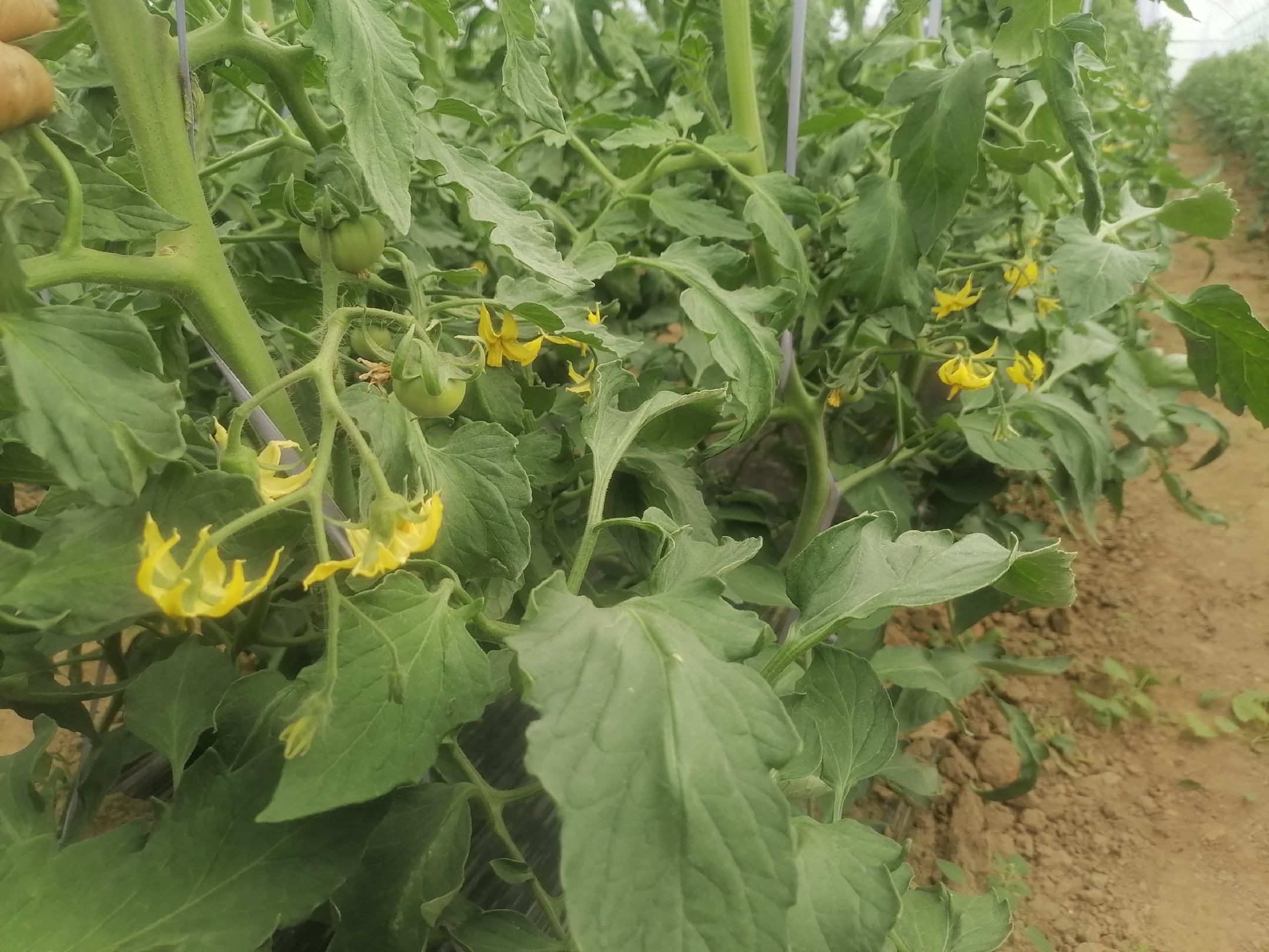 西红柿开花授粉阶段的管理