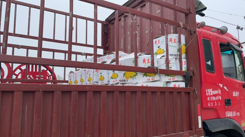 🥔中国马铃薯之乡荷兰十五土豆滕州市三膜土豆大量上市