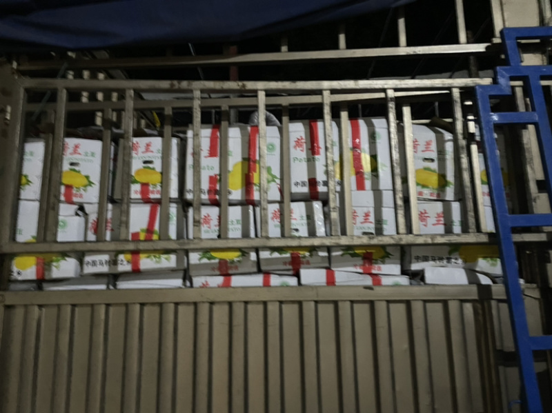 🥔中国马铃薯之乡荷兰十五土豆滕州市三膜土豆大量上市