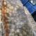 🥔中国马铃薯之乡荷兰十五土豆滕州市三膜土豆大量上市
