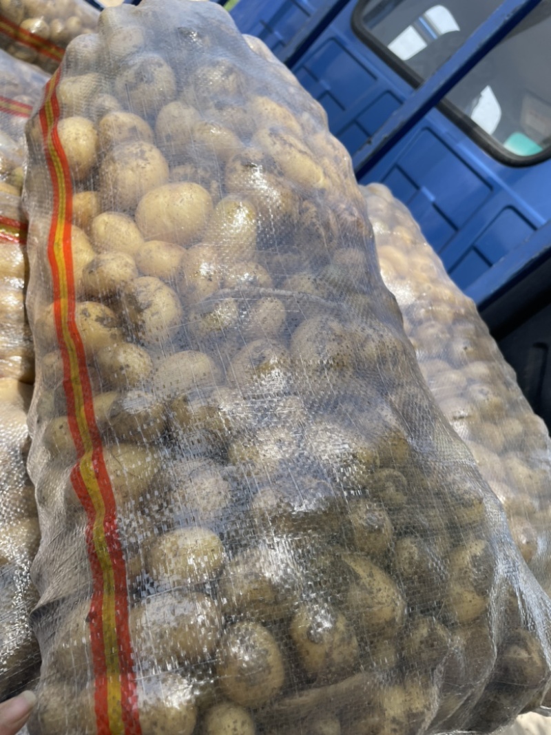 🥔中国马铃薯之乡荷兰十五土豆滕州市三膜土豆大量上市