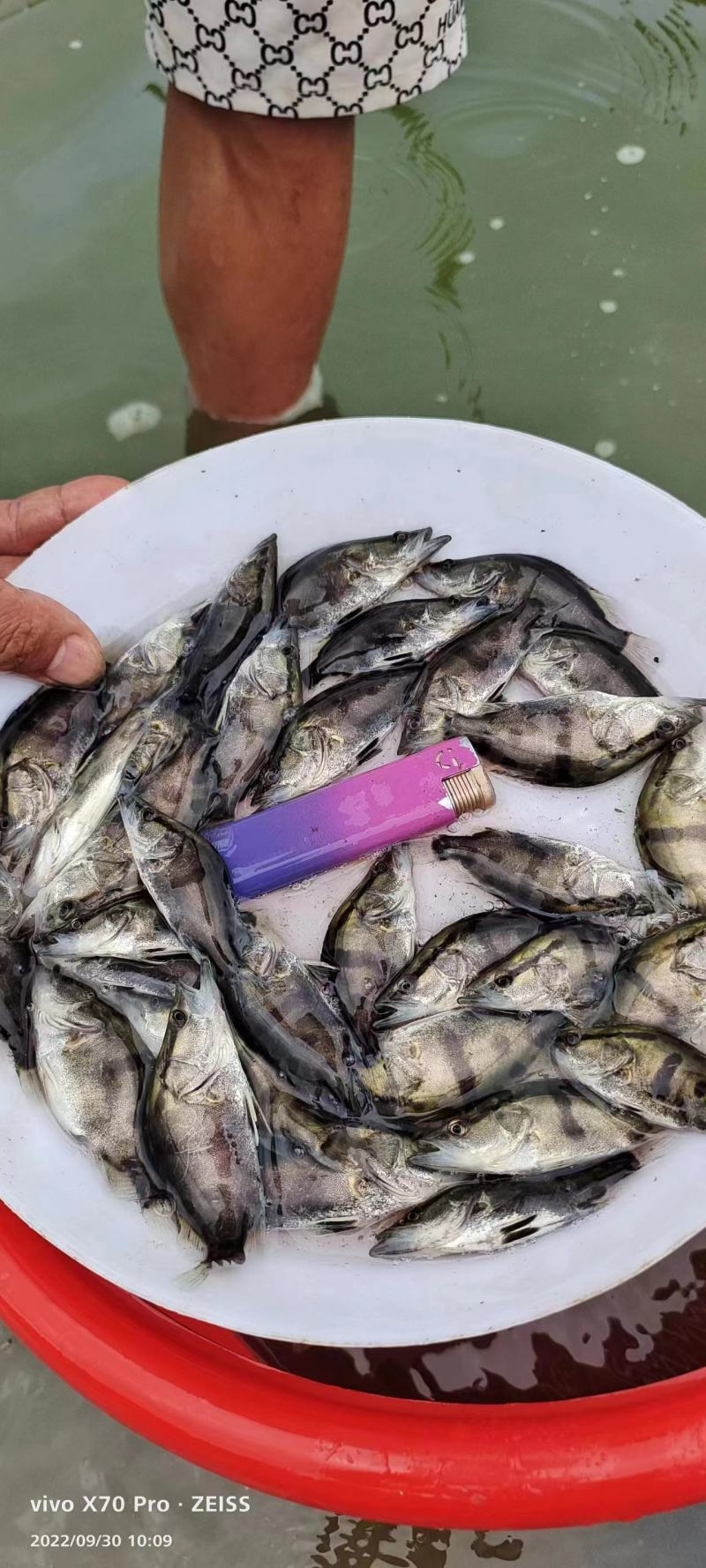桂鱼苗，规格齐全，少量广西区内可以发货。