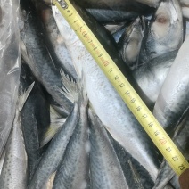 鲅鱼鲐鲅鱼青占陆冻整箱19斤装4两-6两一手货