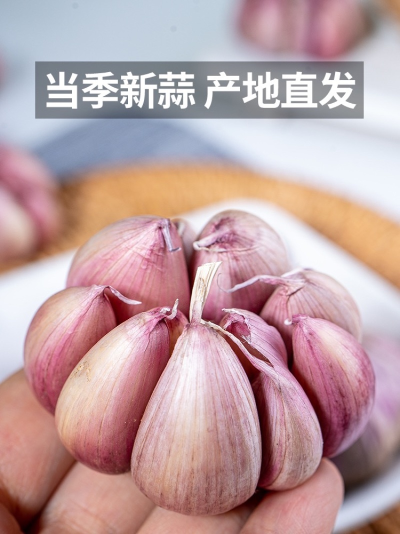 紫皮大蒜上市中产地直供一手货源诚信经营品种保证