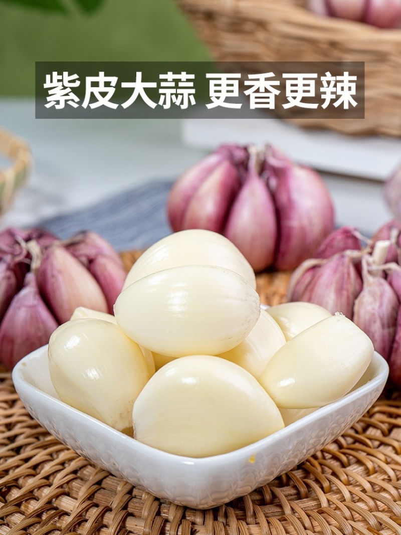 紫皮大蒜上市中产地直供一手货源诚信经营品种保证