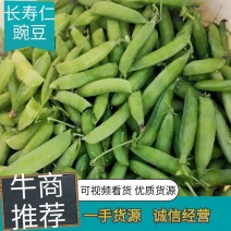 【量大从优】云南长寿仁豌豆大量上市了可视频看货