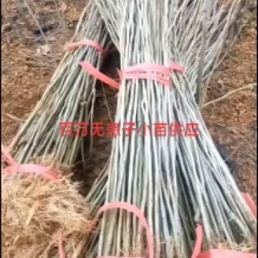 无患子小苗。百万无患子小苗。1-5公分无患子