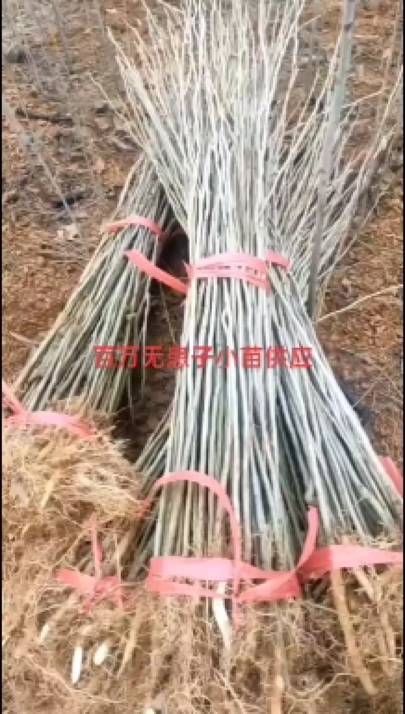 无患子小苗。百万无患子小苗。1-5公分无患子