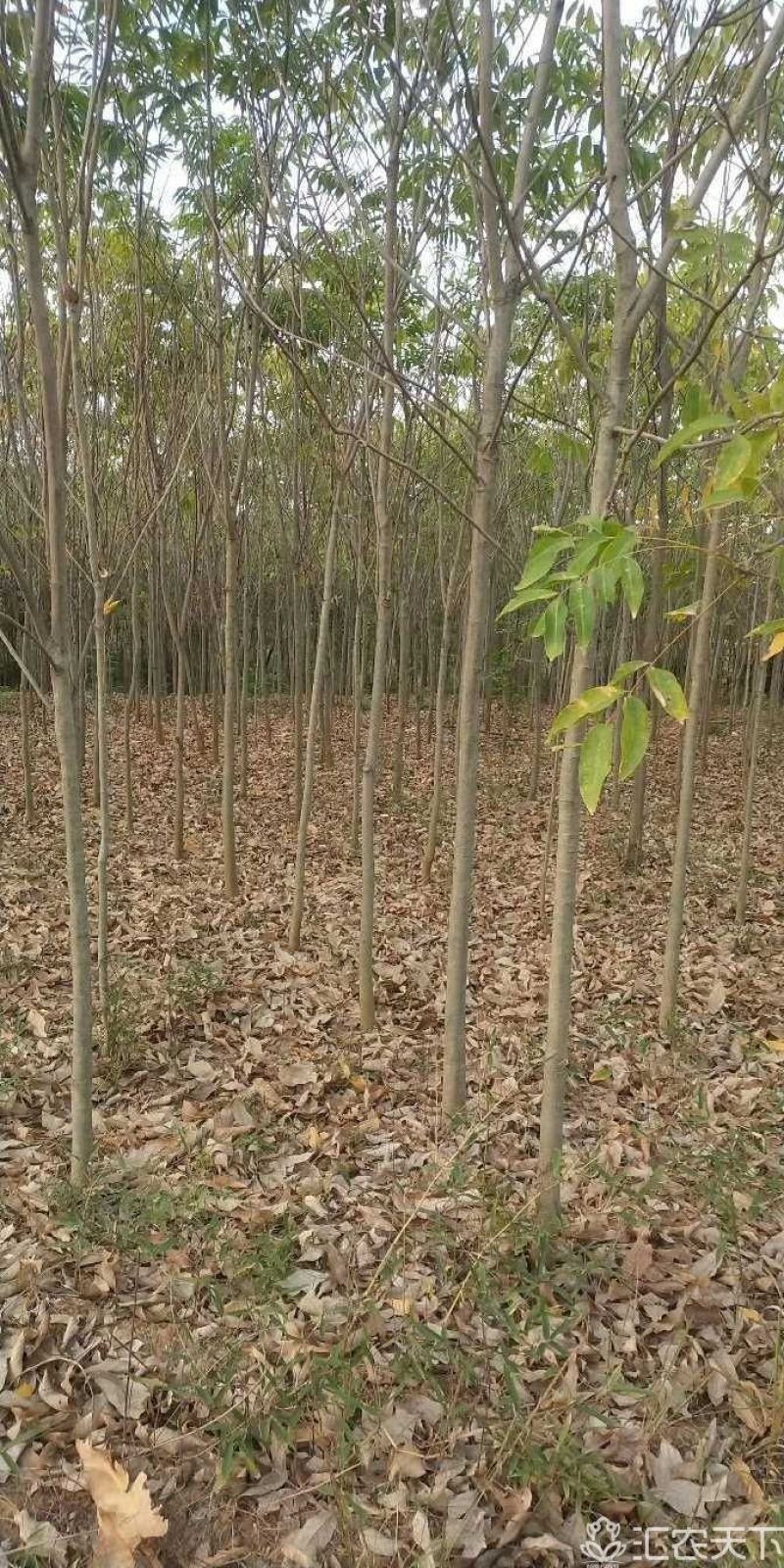 无患子小苗。百万无患子小苗。1-5公分无患子