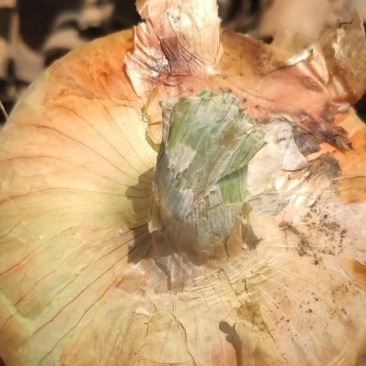 黄皮洋葱，产地批发