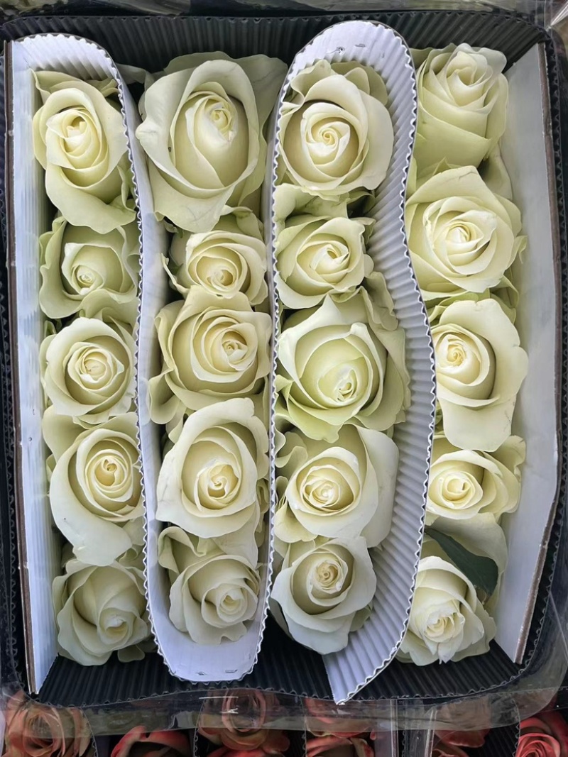 云南鲜花玫瑰花批发品种多颜色齐全货优价美质量保证