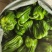 精品鲜辣椒