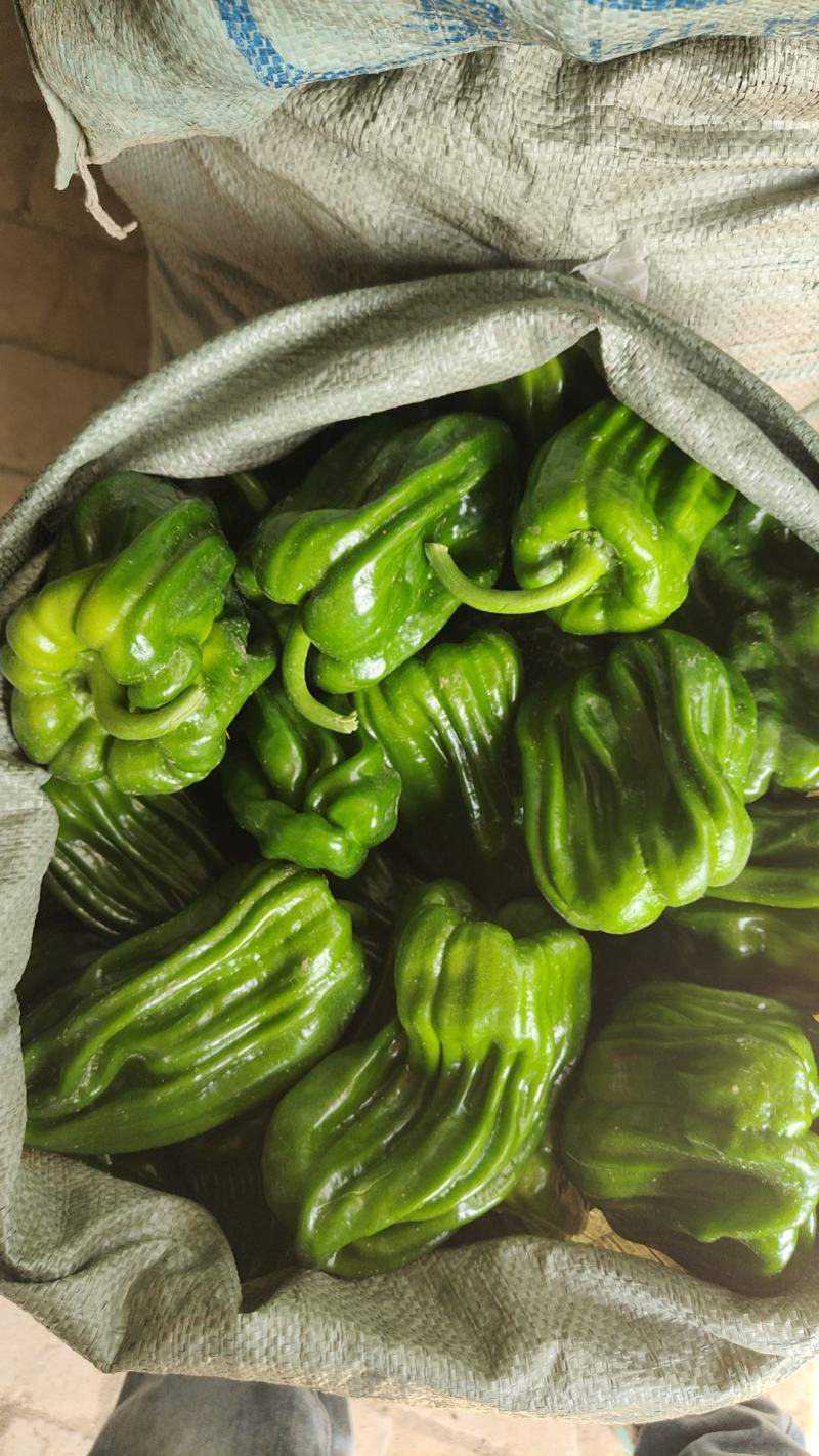 精品鲜辣椒