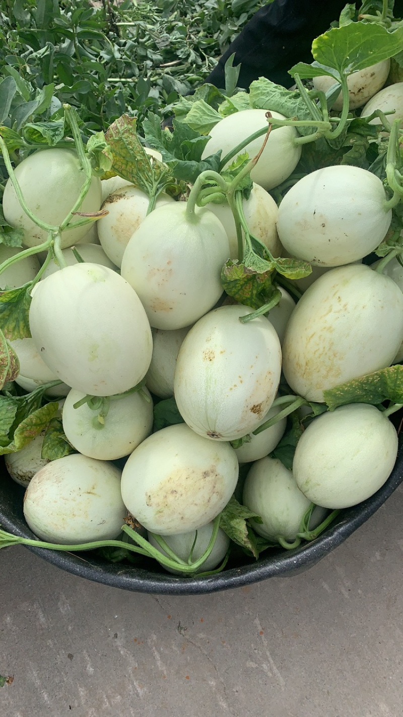 南汇玉菇大批量上市，软糯香甜，无青筋麻点