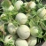 南汇玉菇大批量上市，软糯香甜，无青筋麻点