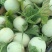 南汇玉菇大批量上市，软糯香甜，无青筋麻点