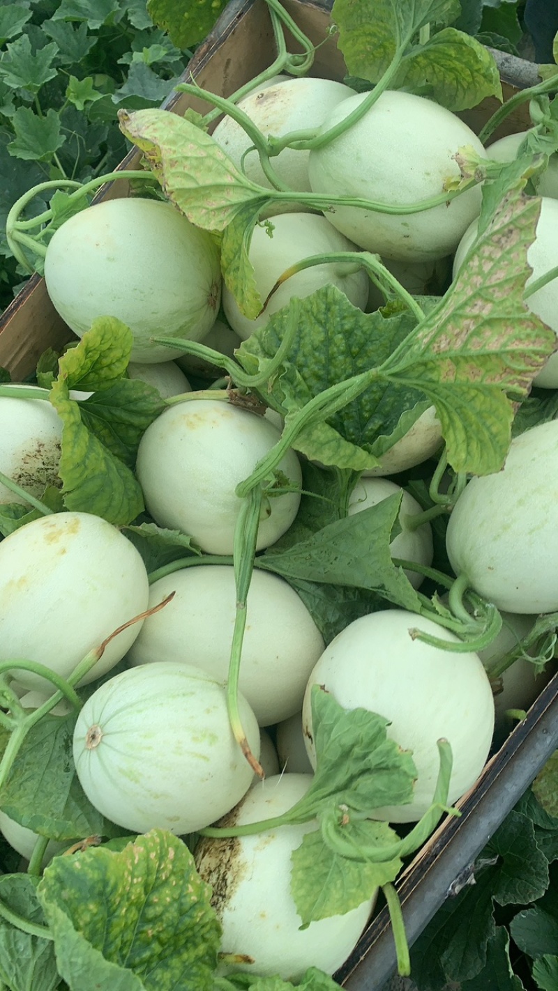 南汇玉菇大批量上市，软糯香甜，无青筋麻点
