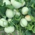 南汇玉菇大批量上市，软糯香甜，无青筋麻点