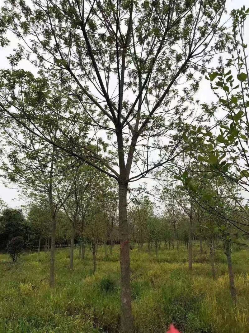 重阳木，大量供应1-30公分重阳木。重阳木供应。