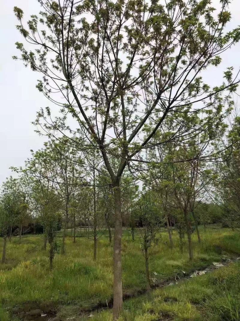 重阳木，大量供应1-30公分重阳木。重阳木供应。