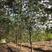 重阳木，大量供应1-30公分重阳木。重阳木供应。