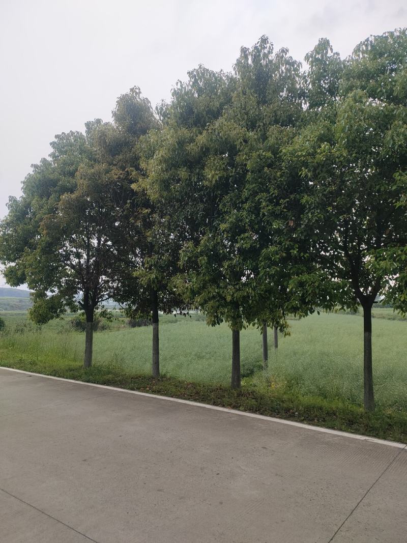 香樟。大量供应1-50公分香樟，精品香樟