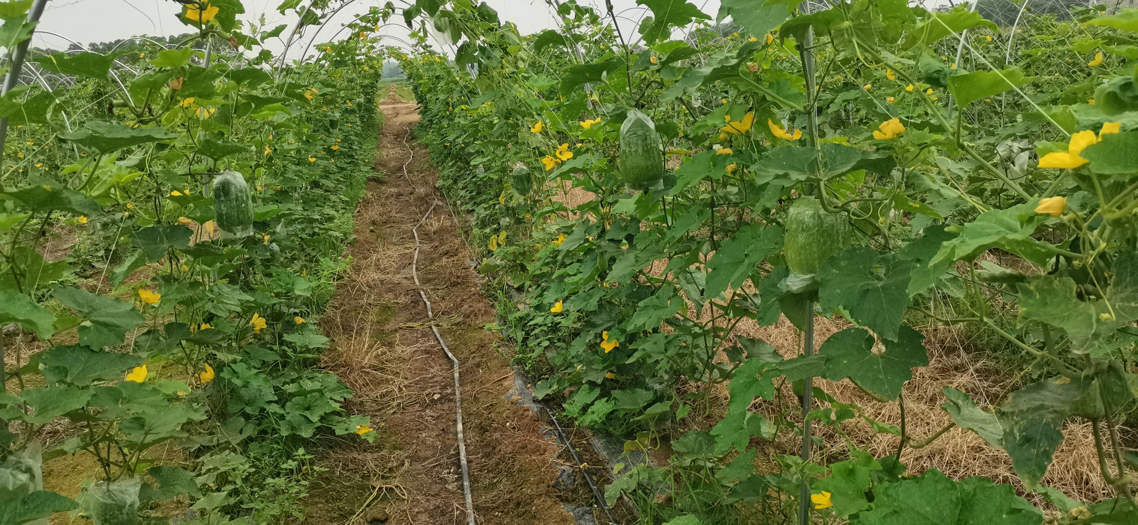 黄瓜田间管理场景图
