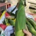 攀枝花玉米甜糥玉米水果玉米大量上市货源充足对接市场
