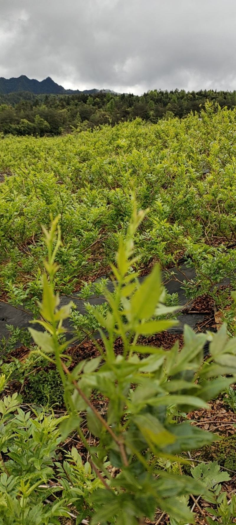 张家界莓茶一你的健康天使