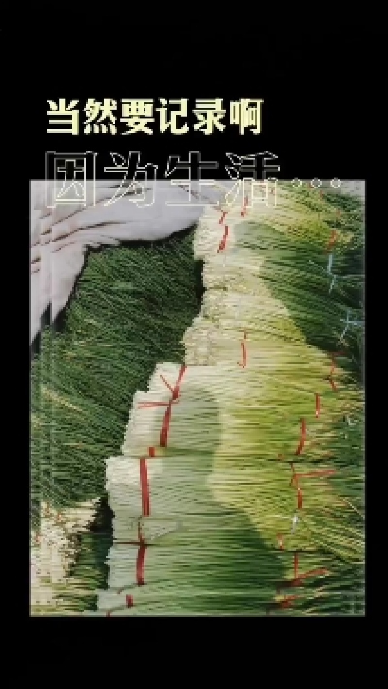 基地红帽蒜苔大量现货需要的老板联系