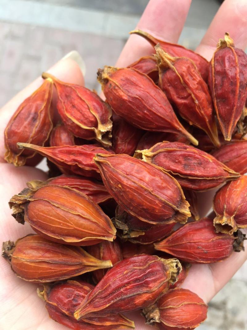 新货栀子果栀子花茶上色食用卤肉大颗野生栀子果黄栀子茶山栀