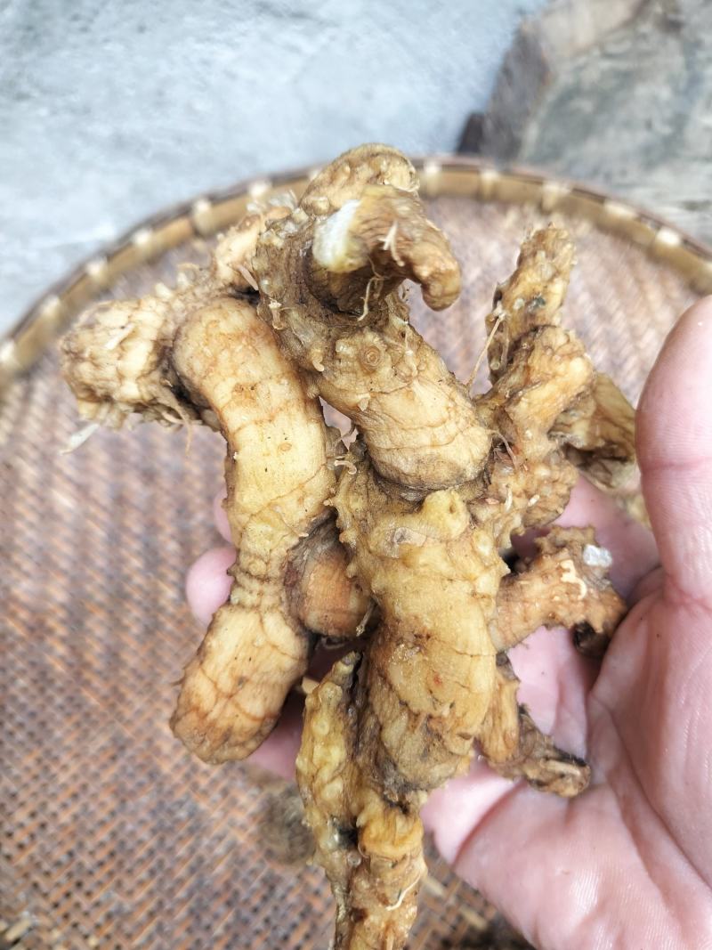 野生黄精