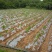 芋仔芋头江西农家自种自销农产品新鲜现挖现寄
