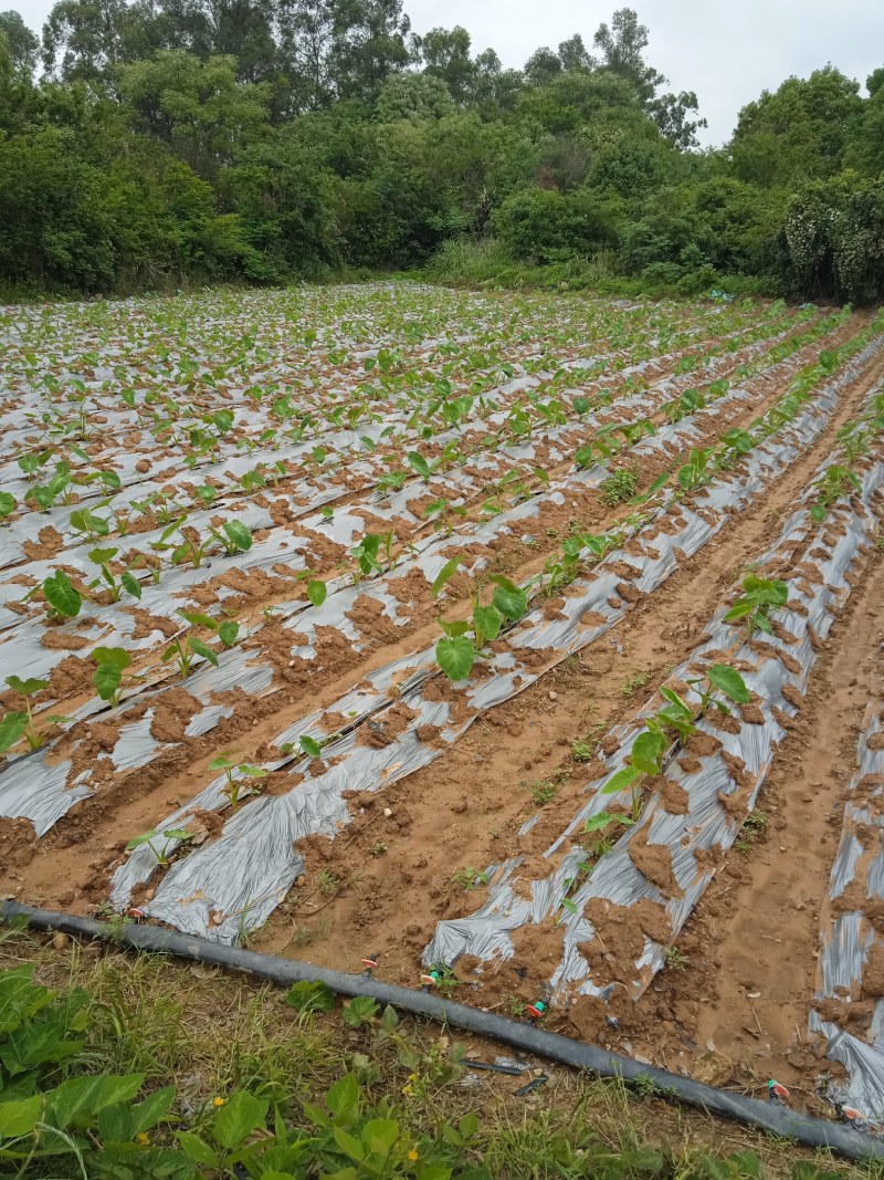 芋仔芋头江西农家自种自销农产品新鲜现挖现寄