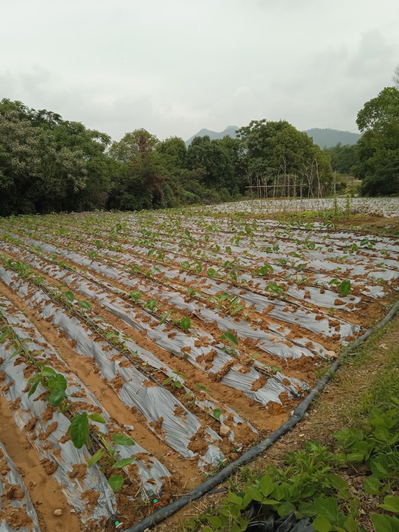 芋仔芋头江西农家自种自销农产品新鲜现挖现寄