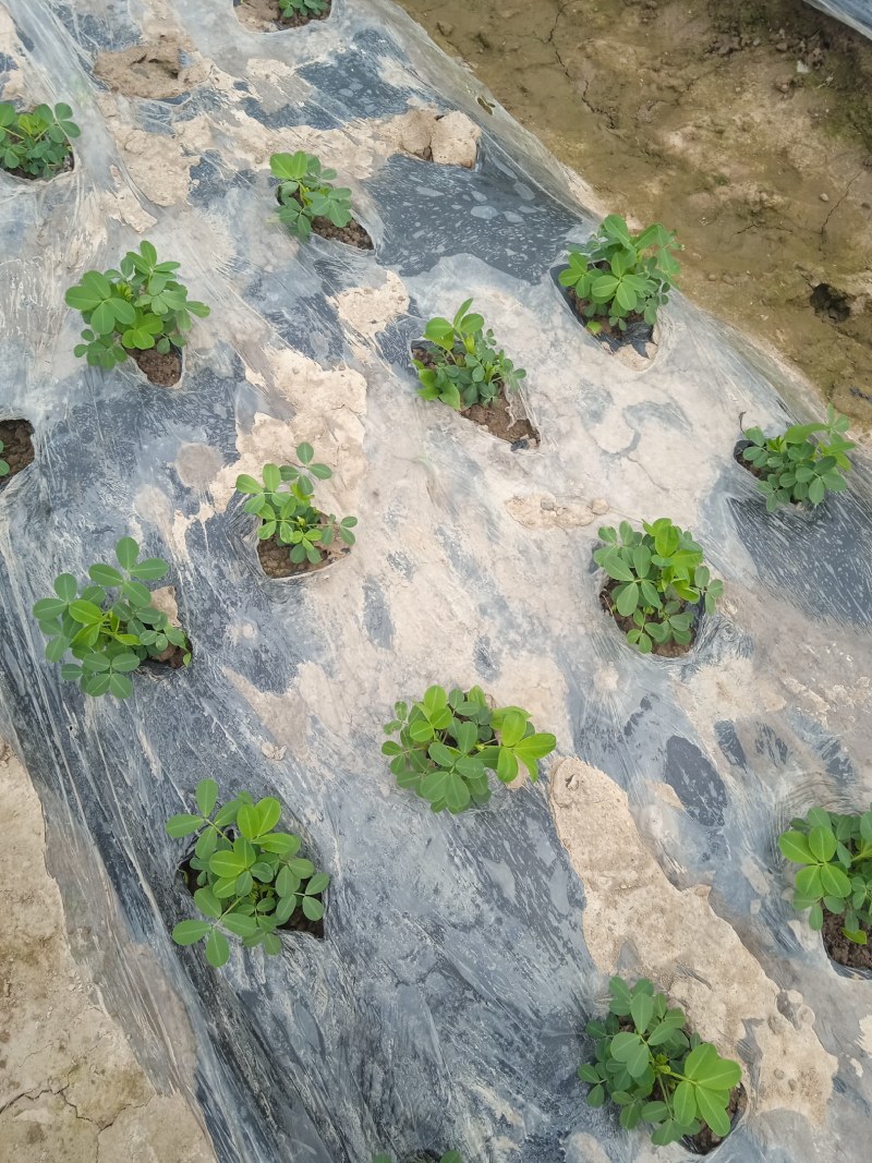 正宗的江西花生油农家自种自榨不掺假纯正浓香