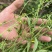 中药材仙鹤草500克包邮龙牙草老鹳嘴子母草草龙父子草狼牙
