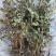 中药材仙鹤草500克包邮龙牙草老鹳嘴子母草草龙父子草狼牙