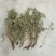 中药材仙鹤草500克包邮龙牙草老鹳嘴子母草草龙父子草狼牙