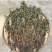 中药材仙鹤草500克包邮龙牙草老鹳嘴子母草草龙父子草狼牙