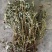 中药材仙鹤草500克包邮龙牙草老鹳嘴子母草草龙父子草狼牙
