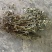 中药材仙鹤草500克包邮龙牙草老鹳嘴子母草草龙父子草狼牙