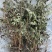 中药材仙鹤草500克包邮龙牙草老鹳嘴子母草草龙父子草狼牙