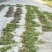 中药材仙鹤草500克包邮龙牙草老鹳嘴子母草草龙父子草狼牙