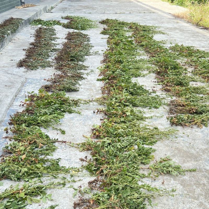 中药材仙鹤草500克包邮龙牙草老鹳嘴子母草草龙父子草狼牙