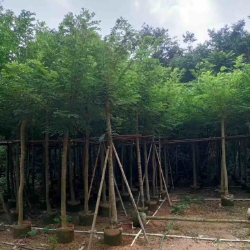 黄花梨