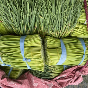 山东临沂蒜苔红帽蒜薹大量上市了欢迎老板前来选购可视频看货