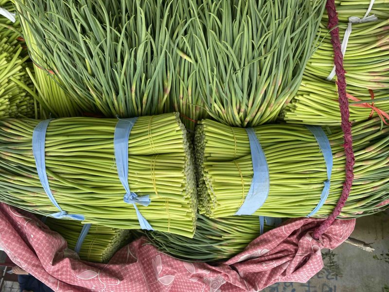 山东临沂蒜苔红帽蒜薹大量上市了欢迎老板前来选购可视频看货